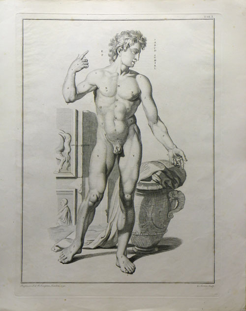 Tab I [External Parts of the Male Human Body] | Sanders of Oxford
