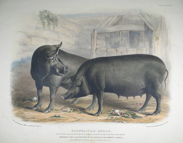 Neapolitan Breed. Boar and Sow , the property of th Right Hon. Earl  Spencer, imported from Naples by Hon. Captain Spencer. | Sanders of Oxford